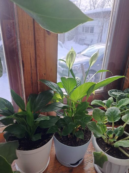 Продам цветы комнатные