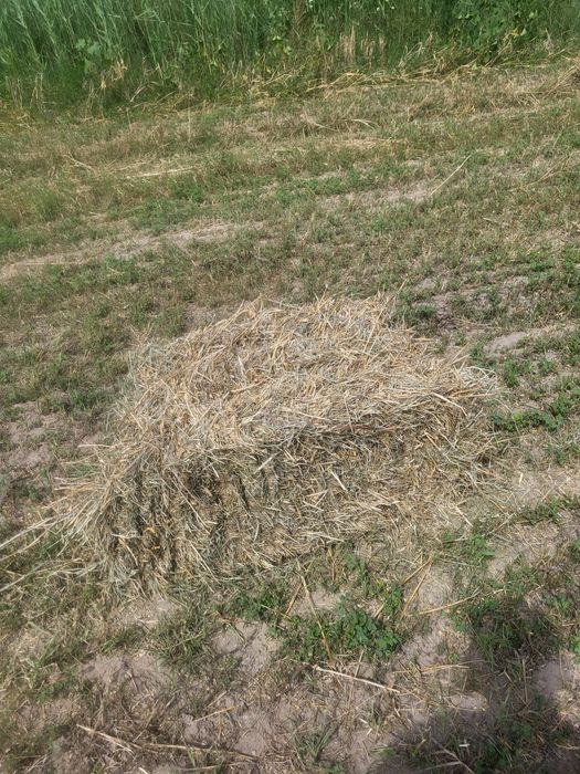 Жоңышқа 1 орым арпа арлас