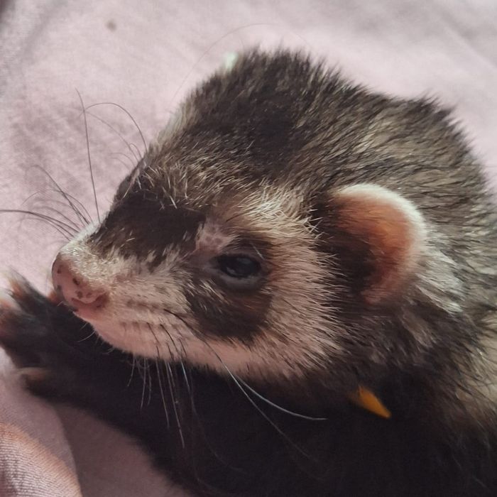 Продам хорька девочку