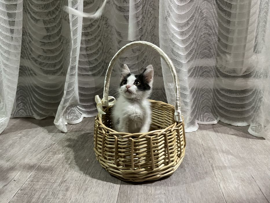 Отдам котят в добрые руки!