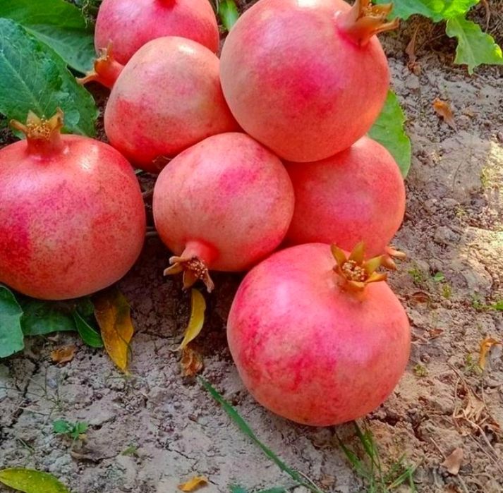 Мевали дарахтлар кучатлари