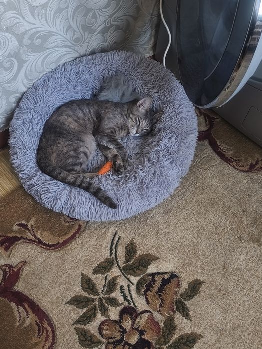 Кошечку в хорошие руки.