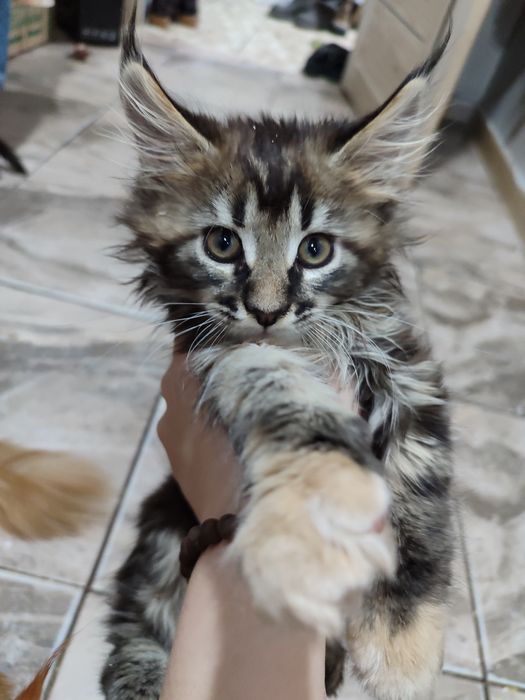 Котята породы Мейн Кун