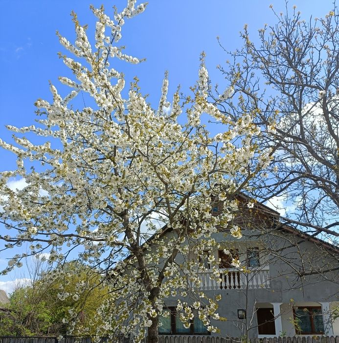 OCAZIE: Casa +3000mp teren, Drag