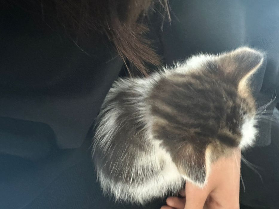 Отдам котенка в добрые руки