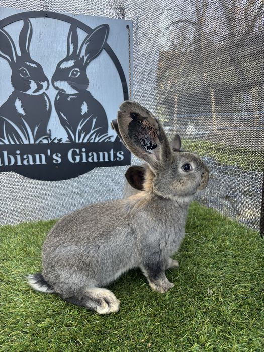 6 puii urias german tatuati