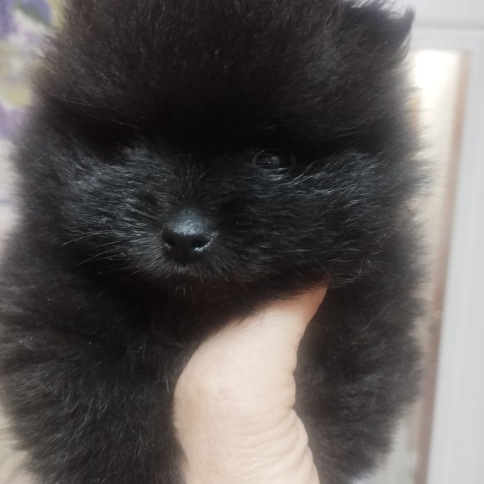 Продам щенка, померанского шпица