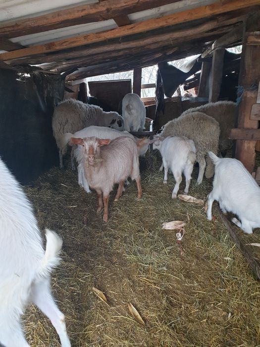 Продавам млади кози заплодени