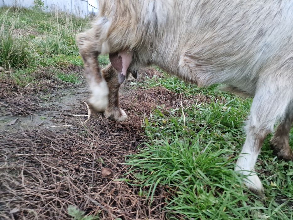 Capra de lapte gestanta