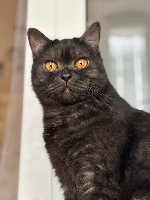 Шотландская кошка в добрые руки