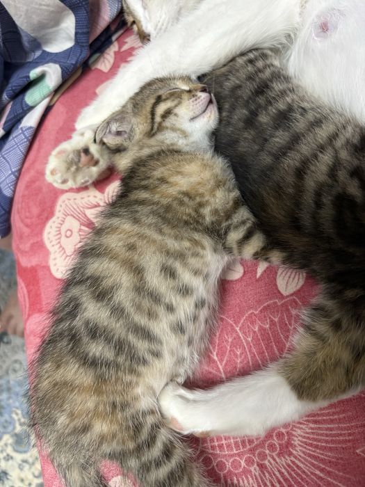 Отдам в хорошие руки