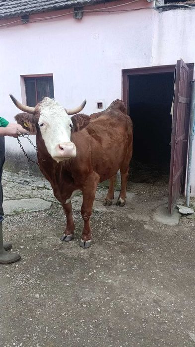 Vaca de vanzare pentru scarificat