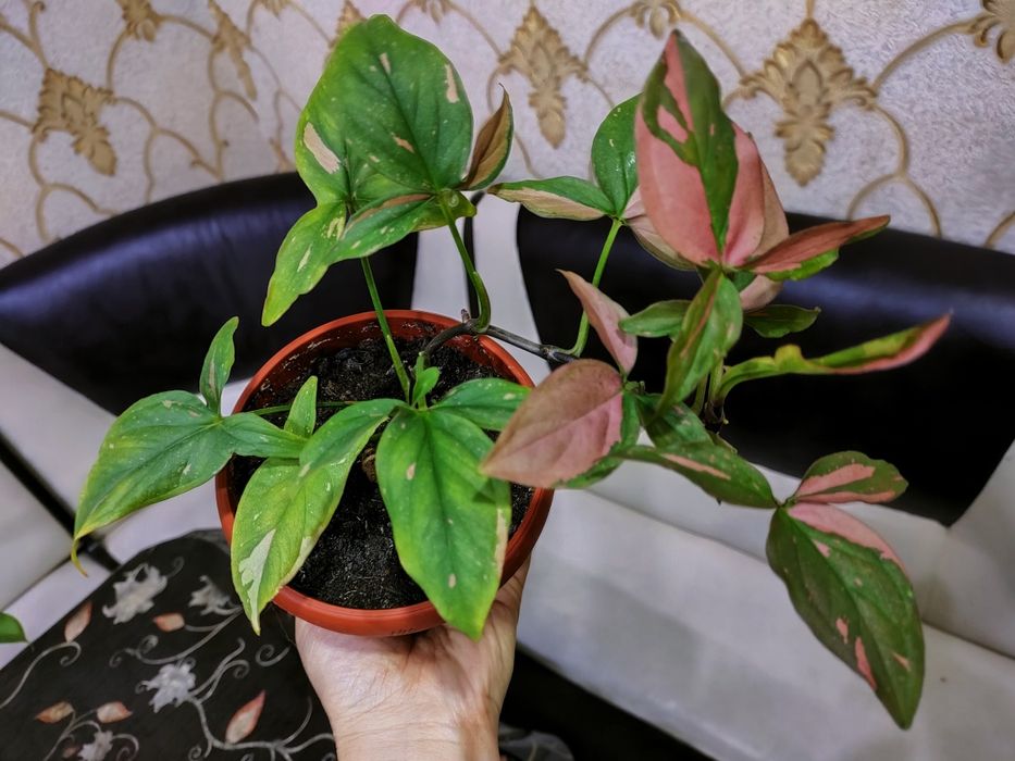 Продам цветы  доставка