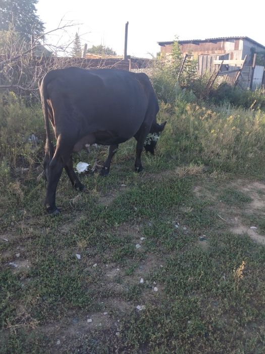Продам корову  пять лет  3 отёла