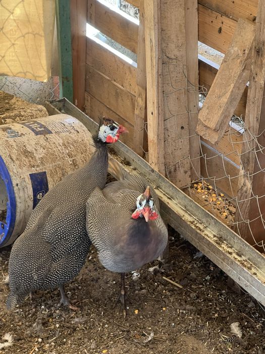 Продавам токачки и патки