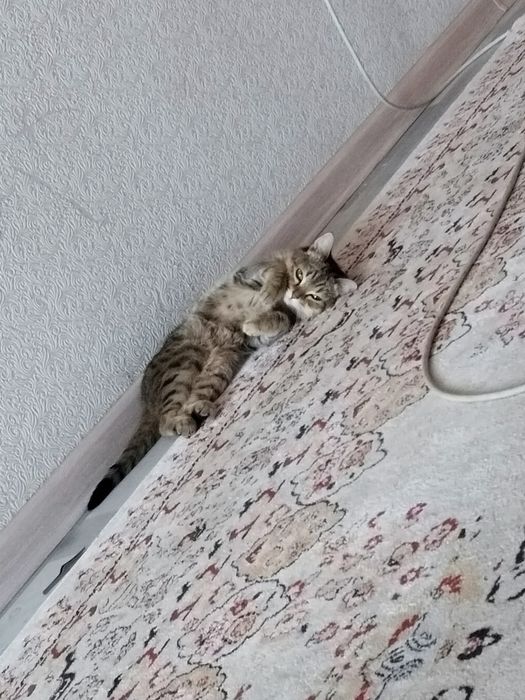 Кошка в хорошие руки