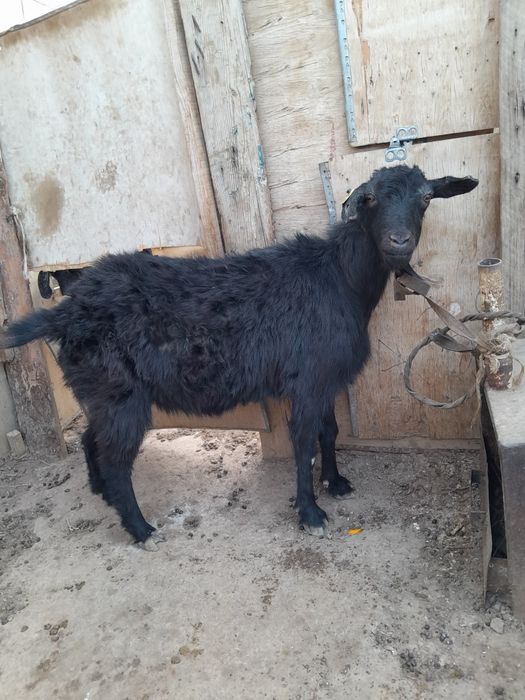 Yaoi фанфиктері NC 21 жай ғана секс