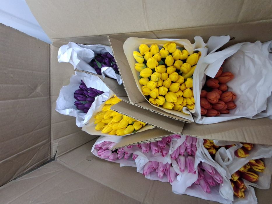 Продам Голландские тюльпаны