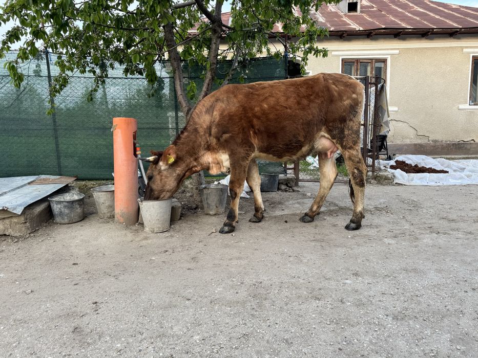Vaca  baltata romaneasca
