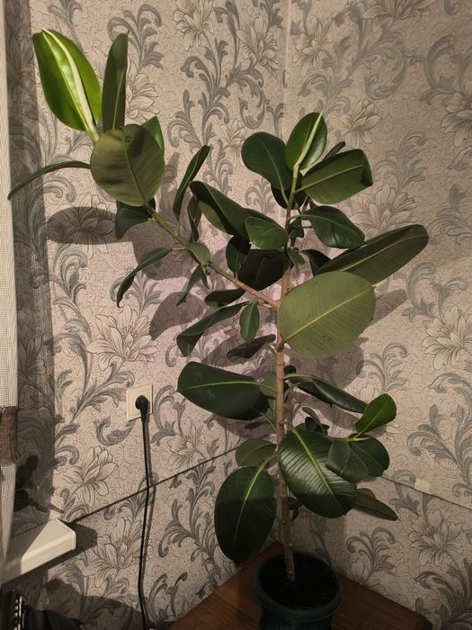 Фикус каучуконосный (эластика)