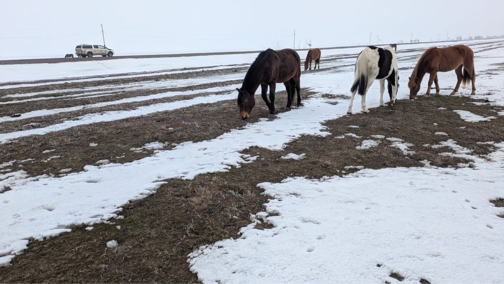 Тобылғы Айғыр Айгыр Конь Жеребец