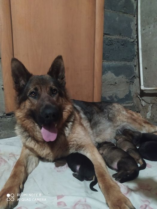 Щенок немецкой овчарки.