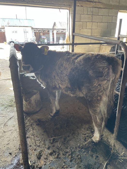 Бузау Телонок 4 айлык ургашы