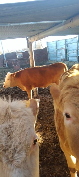 Продаются телочки