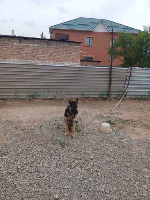 Европейская овчарка