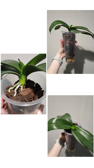 Декабрист, орхидея, сингониум, каланхоэ