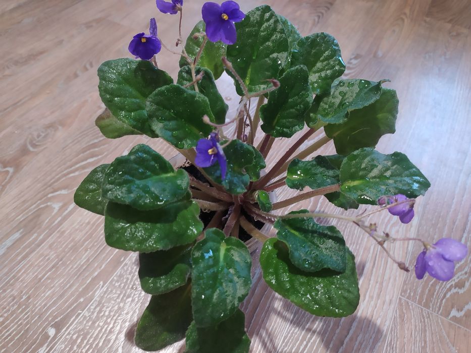 Фиалка сорт Blue boy