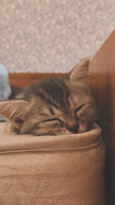 Отдадим котят в любящие руки!