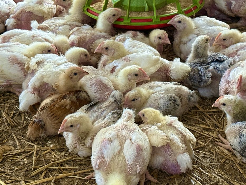 Pui de carne si rasa mixta