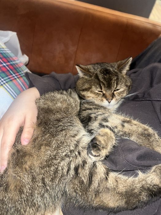 Отдам кота в добрые руки