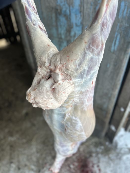 Продам баранов под городом