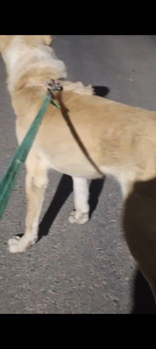 Продается собака