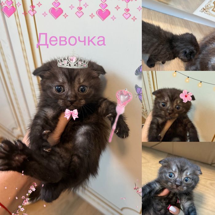 Продаю котят,  шотландцы. Остались две девочки!