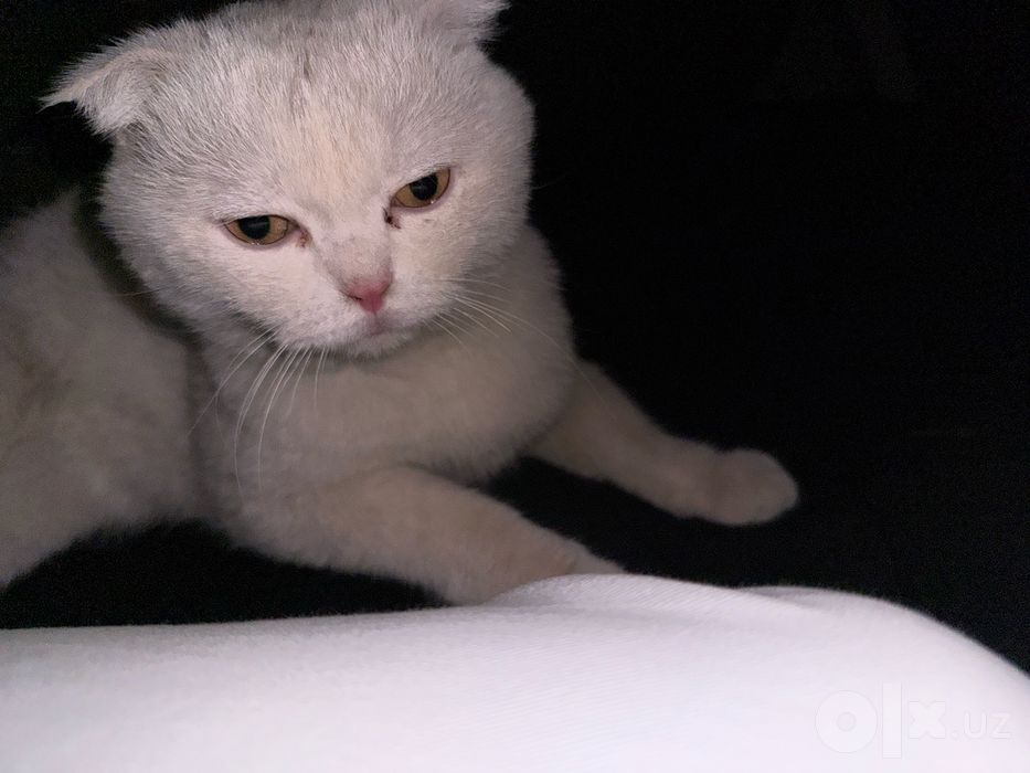 Mushu кошка пародали