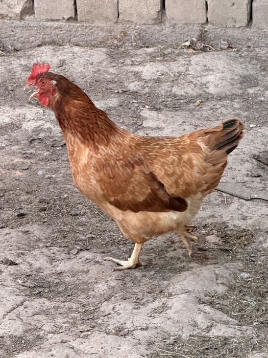 Продаю Кур кучинских