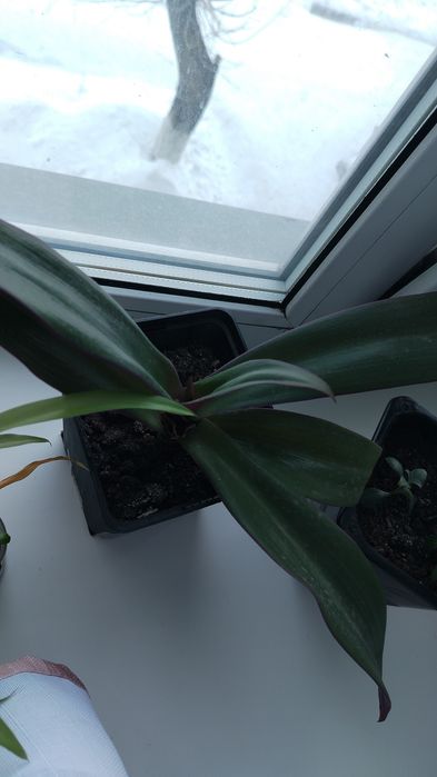 Цветочки,цена 500тенге