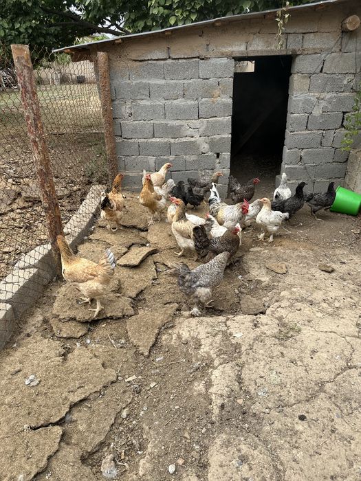 Продаются домашние куры