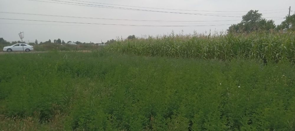 Тошкент вилочти Куйи Чирчик туманида жойлашган ховли уй