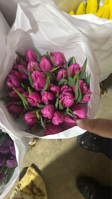 Тюльпаны оптом и в розницу