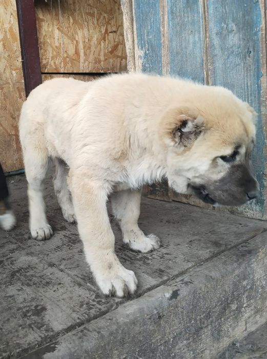 Девочка ( тяж) Среднеазиатской овчарки с отл родословной
