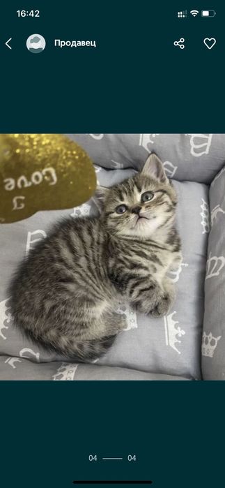 В Продаже Котята