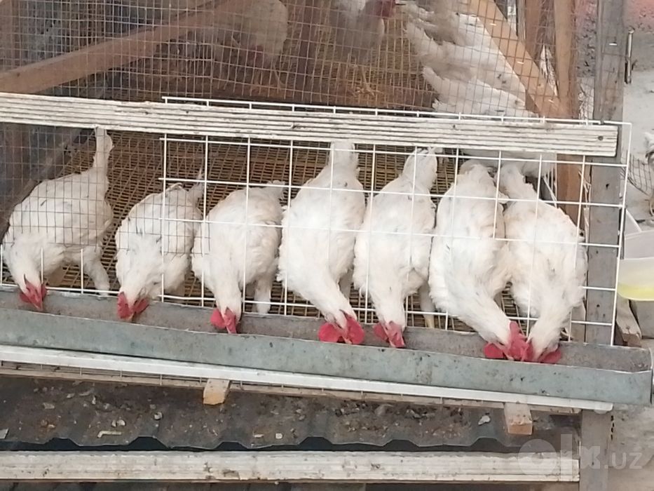 Xoʻroz bor sotiladi soni 6 ta