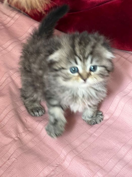 Watlandski heylnd fold