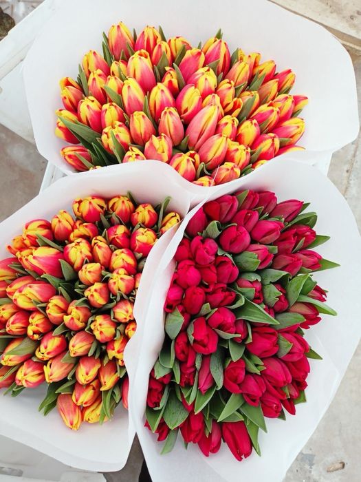 Голланские тюльпаны оптом и в розницу