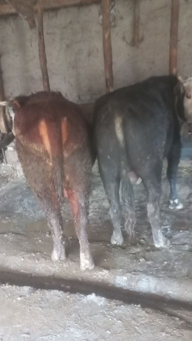 Buqala sotiladi  jivoy vasga xam beramiz