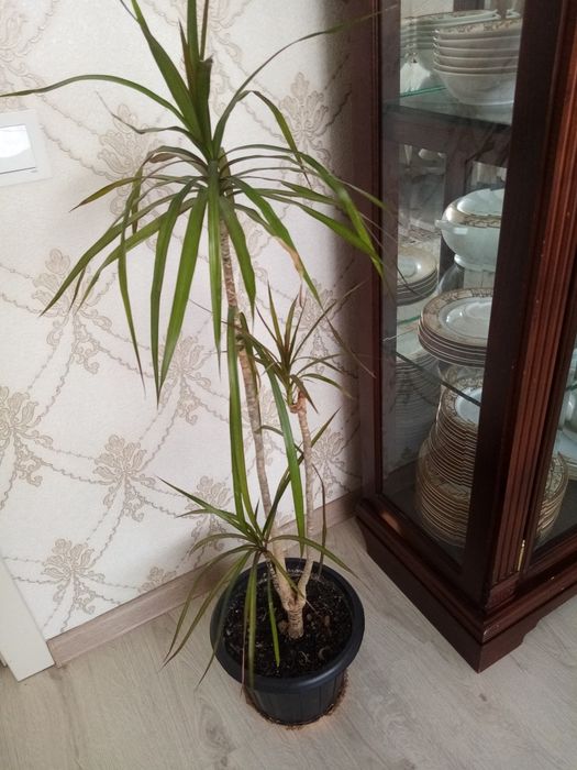 Пальма. Комнатное растение